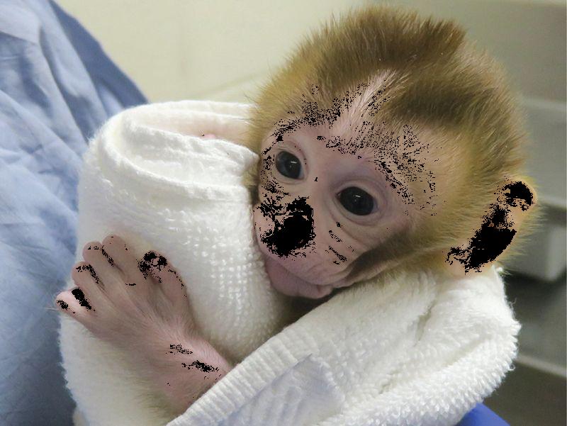 Baby monkey created from tissue ransplant